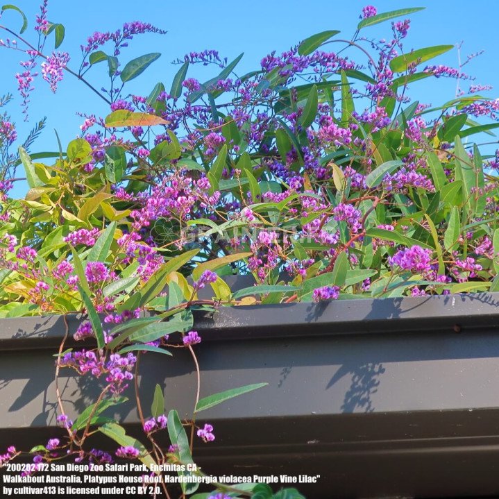 Glycine lilas à fleurs violettes, Hardenbergia violacea image